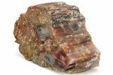 Polished, Petrified Wood (Araucarioxylon) - Arizona #229119-2